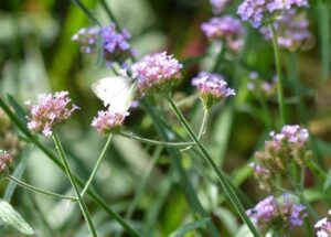 koolwitje op verbena bonariensis
