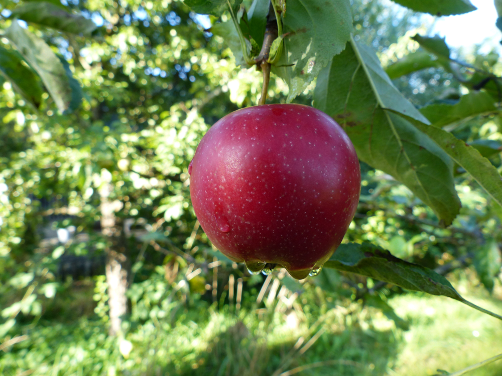 Eetbare planten in de tuin
